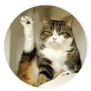 🐱 6e55c4e8 gato, dedo corazón, grosero, ofensivo, animal, gesto whatsapp sticker