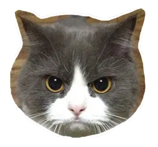 🐱 7517aa6b gato, pegatina, animal, mascota, lindo, felino, animal doméstico whatsapp sticker