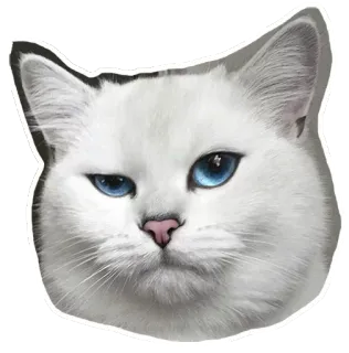 🐱 7713a15f gato, gato blanco, ojos azules, animal, mascota, pegatina whatsapp sticker