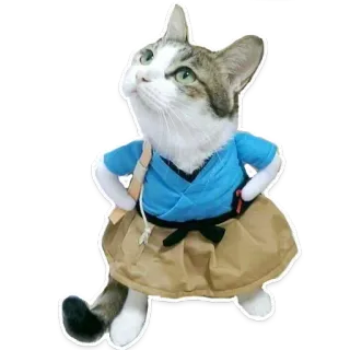 🐱 7ea9d075 gato, animal, mascota, gato vestido, sticker, divertido, lindo whatsapp sticker