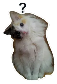 🐱 7f62ef03 ? gato, signo de interrogación, animal, mascota, lindo, pegatina whatsapp sticker