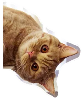 🐱 87d8e55b gato, animal, mascota, lindo, gato doméstico, mamífero whatsapp sticker