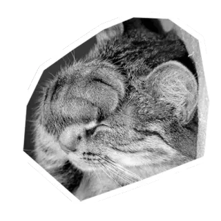 🐱 a89e104f gato, animal, durmiendo, felino, mascota, gato doméstico whatsapp sticker