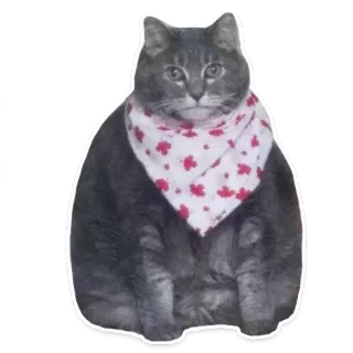 🐱 ad20126a gato, animal, mascota, bufanda, hoja de arce whatsapp sticker