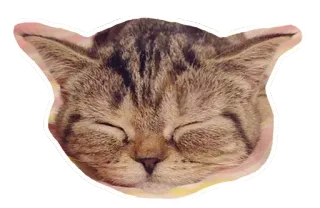 🐱 ae7b64b8 gato, animal, mascota, felino, cara, gato doméstico whatsapp sticker