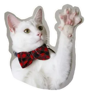 🐱 ca23a6b2 gato, gatito, animal, mascota, pajarita, gato blanco, lindo whatsapp sticker
