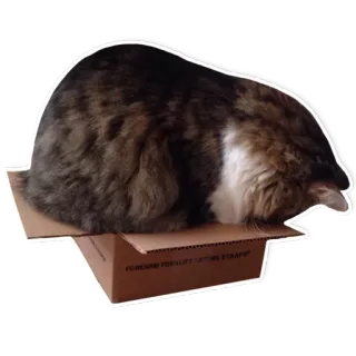 🐱 d24196c2 FOREARM FORKLIFT LIFTING STRAPS gato, caja, divertido, lindo, mascota, animal, cartón, correas de elevación whatsapp sticker