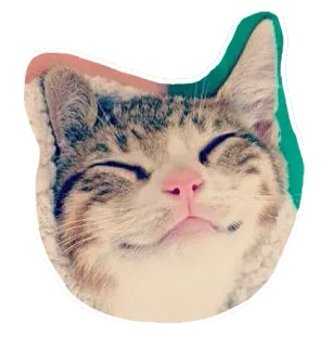 🐱 d64d583e gato, animal, mascota, gatito, lindo, gato doméstico, felino whatsapp sticker