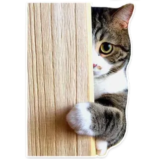 🐱 e11d7ce5 gato, mirando, animal, mascota, lindo, atigrado whatsapp sticker