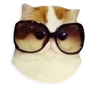 🐱 e2ec6bda gato, gafas de sol, animal, mascota, cool, lindo whatsapp sticker