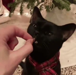 🌟 020cb816 kot, czarny kot, zwierzę domowe, zwierzę, boże narodzenie, w pomieszczeniu, szalik w kratę telegram sticker
