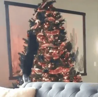 🌟 117cd12c Boże Narodzenie, Choinka, Kot, Zwierzę domowe, Święto, Dekoracja telegram sticker