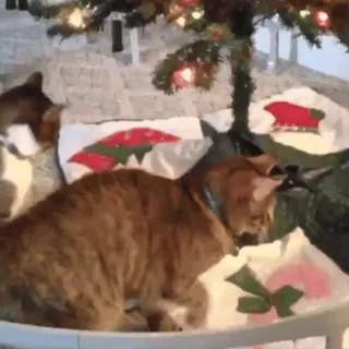 😠 2d34527f kot, choinka, zwierzę domowe, święto, zwierzę, zwierzę domowe telegram sticker