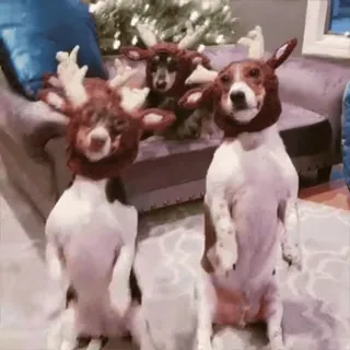 ⭐ 31e5f0df psy, renifery, boże narodzenie, święta, zwierzęta, zwierzęta domowe, kostiumy telegram sticker