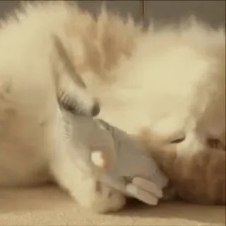 🐟 399fc2e0 obraźliwe, gest, środkowy palec, niegrzeczne, obsceniczne, prowokacyjne, zwierzę telegram sticker