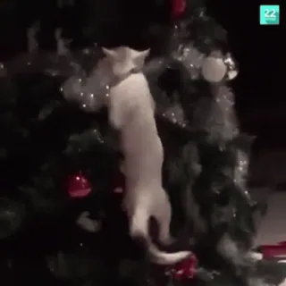 🌟 431bacd4 kot, choinka, zwierzę, zwierzę domowe, święto telegram sticker