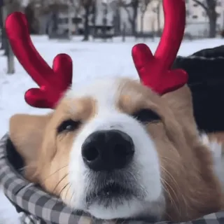 🌟 48e353ae pies, corgi, zwierzę, słodki, renifer, boże narodzenie, zima, święta telegram sticker