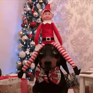 🌟 4985dde4 Elf pies, elf, boże narodzenie, święta, świąteczny, dekoracje telegram sticker