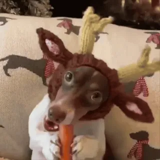 🥕 5c2ca07f pies, renifer, marchewka, zwierzę, zwierzak, słodki, święta telegram sticker
