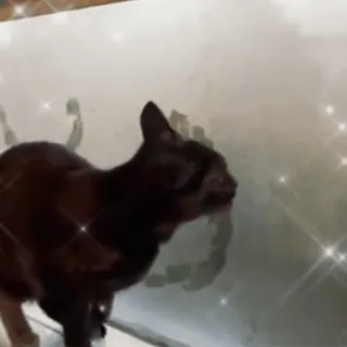 😱 61513b16 kot, zwierzę, zwierzę domowe, zwierzę domowe telegram sticker