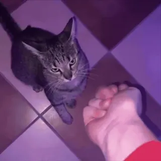 🖕 63f5cbe8 kot, zwierzę domowe, zwierzę, pięść, dłoń, zwierzę domowe telegram sticker