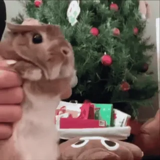 🐰 72b5f22c królik, Boże Narodzenie, zwierzę domowe, święto, zwierzę, śmieszne telegram sticker