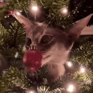 😛 7b6529c6 kot, choinka, ozdoba, zwierzę domowe, zwierzę, święto telegram sticker