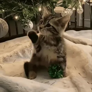 🎄 86016e67 kot, kociak, boże narodzenie, choinka, zwierzę domowe, zwierzę telegram sticker