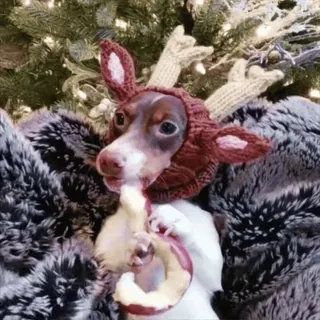 🌟 9700b3de pies, renifer, boże narodzenie, czapka, zwierzak, zwierzę, świąteczny, święto telegram sticker