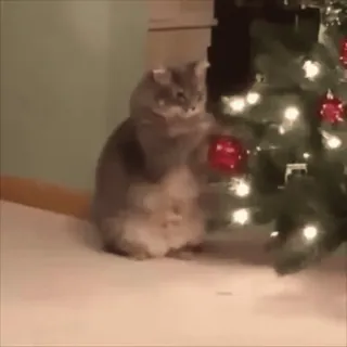 ⭐ 9c0e09e5 kot, choinka, ozdoba, święta, słodki, zwierzę, zwierzę domowe telegram sticker