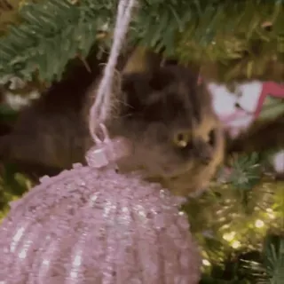 ☃️ a10d179f kot, choinka, ozdoba, święto, zwierzę domowe, zwierzę, słodki, dekoracja telegram sticker