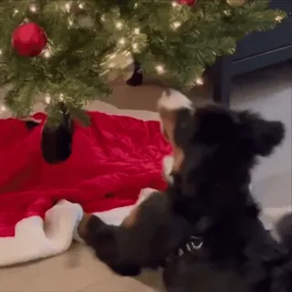 💗 a2bb3ed2 pies, choinka, zwierzę, święto, zwierzę domowe, opieka nad psem telegram sticker