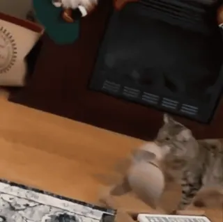 🫢 bbcdac96 kot, kotek, zwierzę domowe, zwierzę telegram sticker