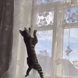 🌟 c069b9f4 kot, okno, zasłona, zwierzę, zwierzak, zabawny telegram sticker