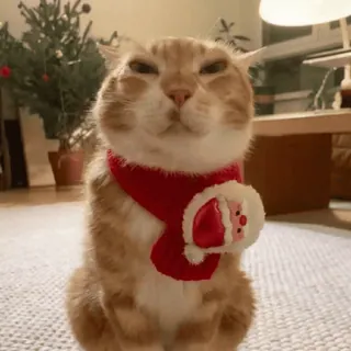 🌟 c0cde872 kot, święta, święty mikołaj, szalik, słodki, zwierzę, zwierzak telegram sticker