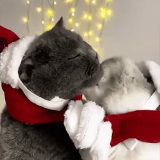 💋 c897d8b8 kot, pocałunek, boże narodzenie, czapka świętego mikołaja, święto, słodki, zwierzę domowe, zwierzę telegram sticker