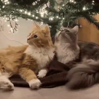 ☺️ e55cfcd2 koty, boże narodzenie, słodkie, kocięta, święta, zwierzęta telegram sticker