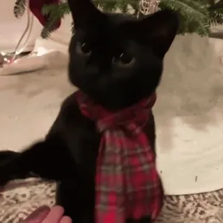🤝 e5db78cf kot, boże narodzenie, szalik, zwierzę, świąteczny, czarny kot, zwierzę domowe telegram sticker