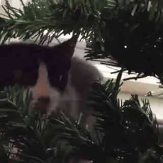 🌟 fa0a505a kot, choinka, kociak, zwierzę domowe, zwierzę, słodki, święto telegram sticker