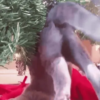 🌟 fcfa179e kot, boże narodzenie, choinka, ozdoba, zwierzę, zwierzę domowe, święto, dekoracja telegram sticker