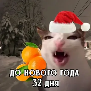 🎄 18563a56 ДО НОВОГО ГОДА 32 дня 고양이, 산타 모자, 오렌지, 새해, 크리스마스, 겨울 telegram sticker