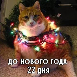🎄 309b0612 ДО НОВОГО ГОДА 22 ДНЯ 고양이, 크리스마스, 새해, 조명, 휴일, 축제 telegram sticker