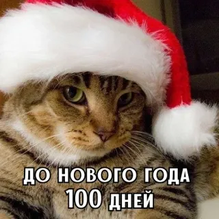 🎄 474172e0 ДО НОВОГО ГОДА 100 ДНЕЙ 고양이, 산타 모자, 새해, 러시아어 텍스트, 휴일, 축하 telegram sticker