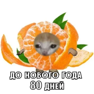 🎄 5ca818d8 ДО НОВОГО ГОДА 80 ДНЕЙ 고양이, 주황색, 웃긴, 밈, 새해, 러시아, 텍스트, 동물 telegram sticker