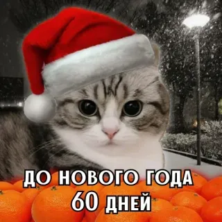 🎄 61d9bafa ДО НОВОГО ГОДА 60 ДНЕЙ 고양이, 산타 모자, 새해, 귤, 겨울, 휴일, 크리스마스 telegram sticker