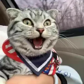 😱 66460f6d gatto, animale domestico, animale, carino, gatto grigio, gatto divertente telegram sticker
