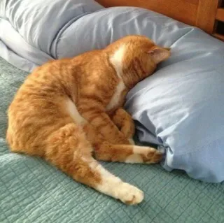 🖐 04f3047c 고양이, 잠자는, 베개, 주황색 고양이, 집고양이, 동물, 애완동물 telegram sticker