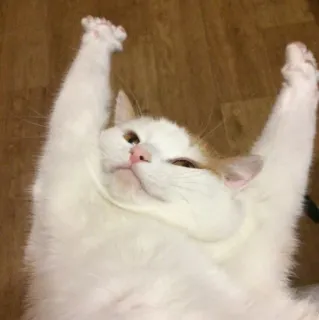 🖐 1334b522 고양이, 동물, 웃긴, 귀여운, 애완동물, 가축, 누워있는, 흰색, 집고양이 telegram sticker