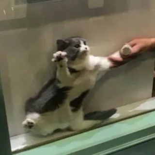 🖐 1cf039b7 고양이, 새끼 고양이, 동물, 애완 동물, 귀여운 telegram sticker