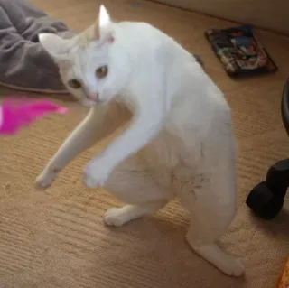 🖐 42c88bbd 고양이, 애완동물, 동물, 흰 고양이, 반려동물, 새끼 고양이, 귀여운 telegram sticker